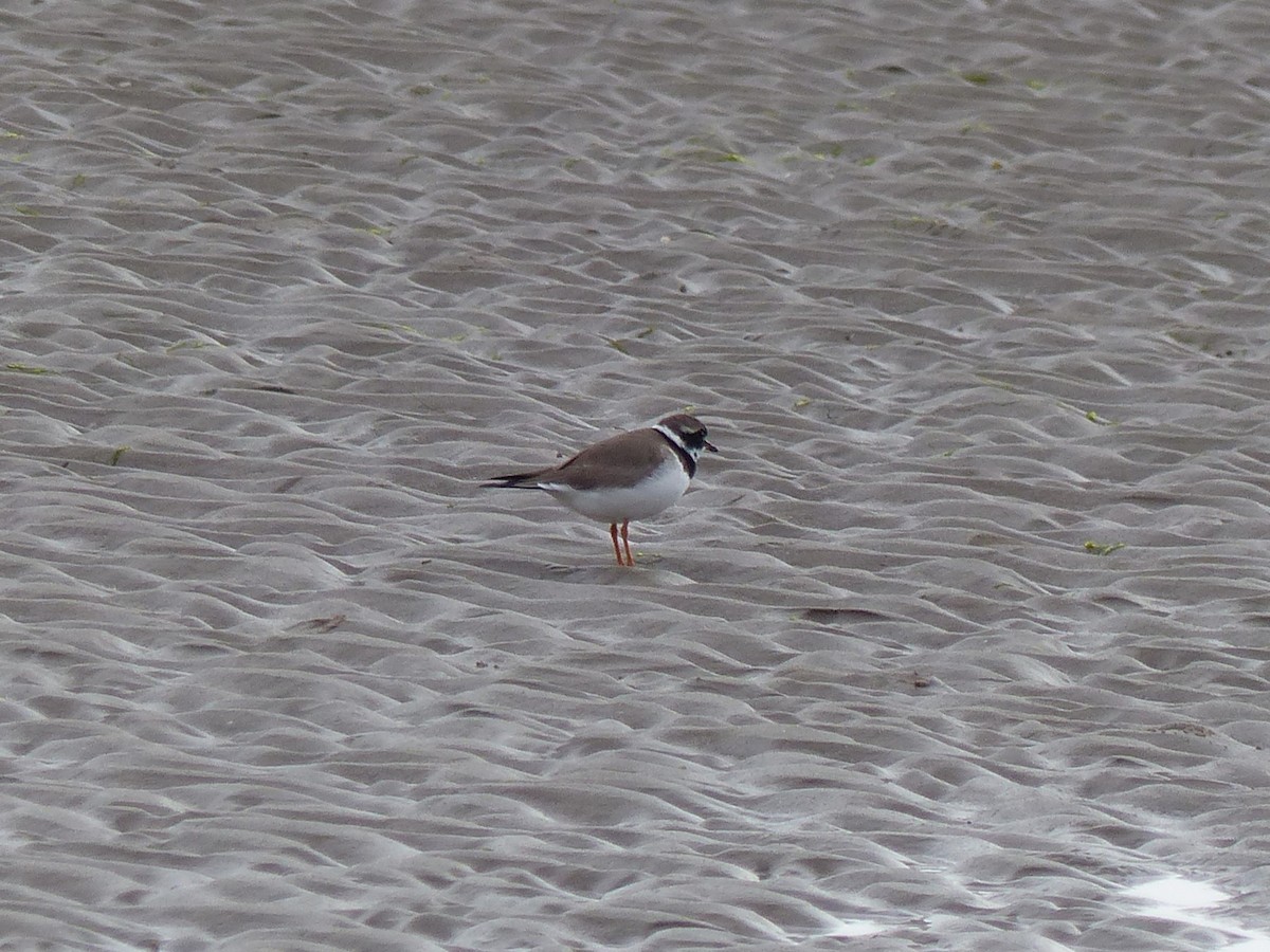 Common Ringed Plover - ML619493816