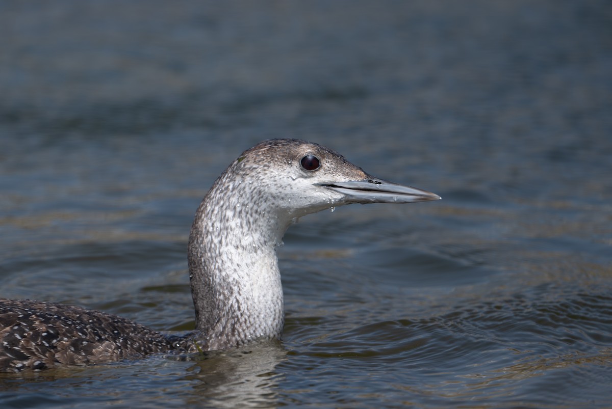 Red-throated Loon - ML619493837