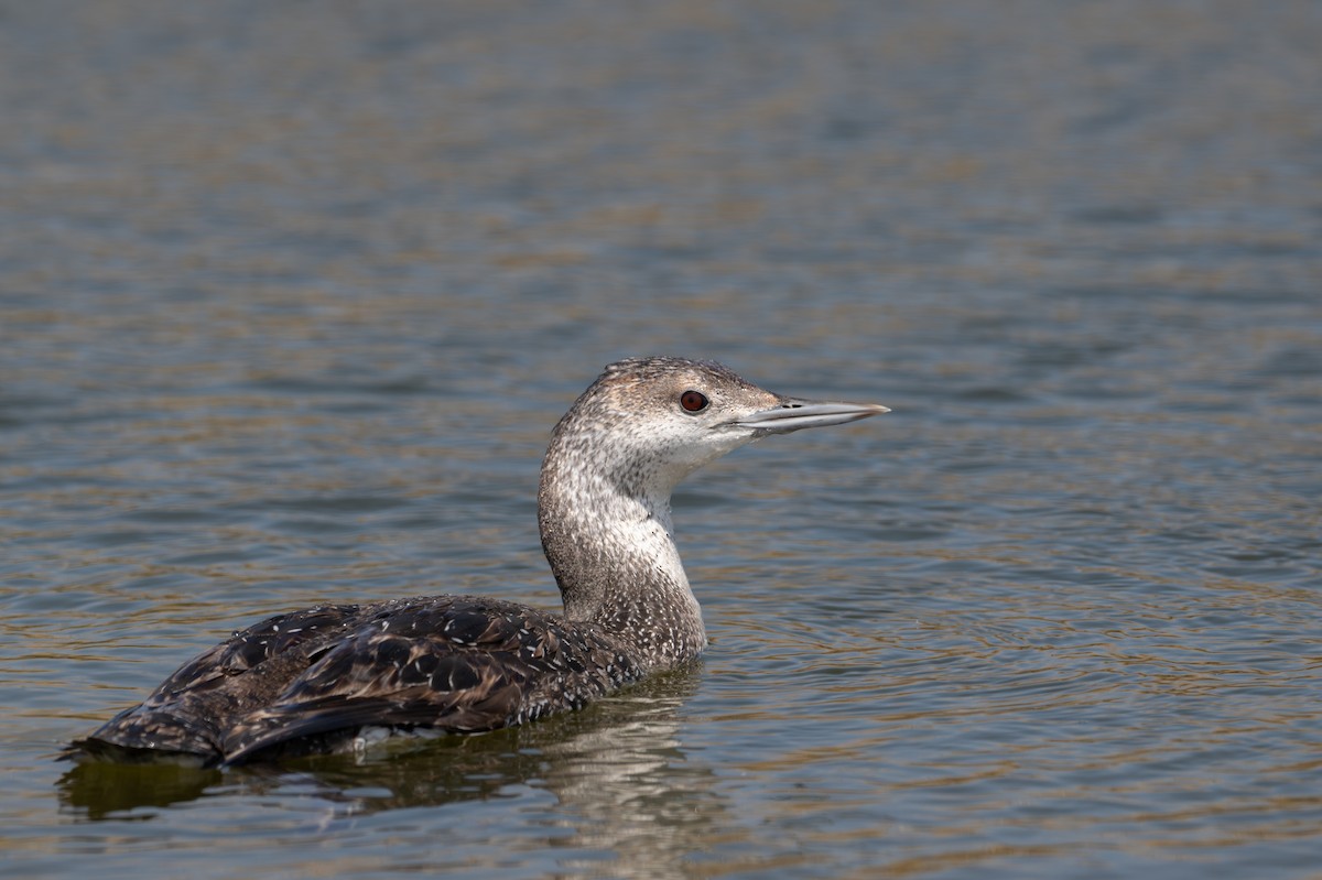 Red-throated Loon - ML619493838
