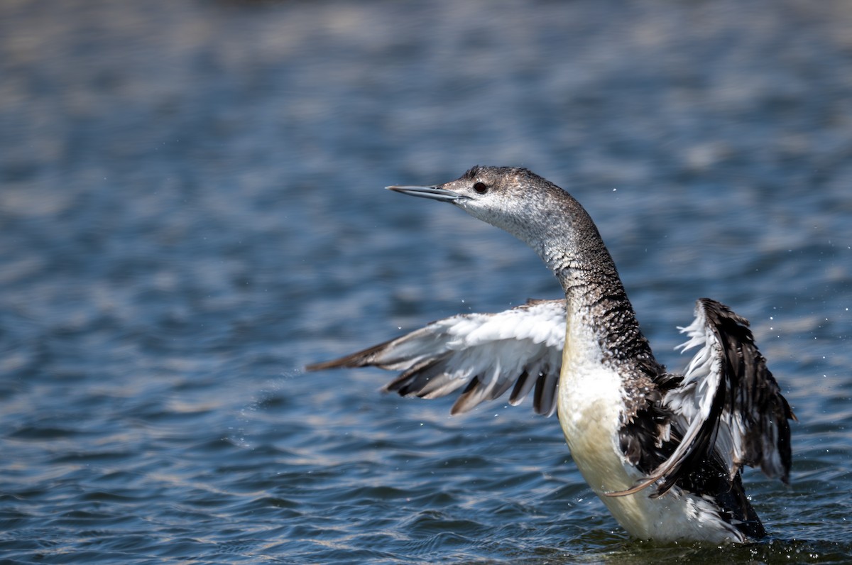 Red-throated Loon - ML619493839