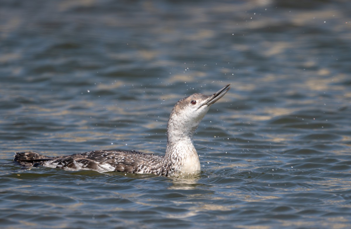 Red-throated Loon - ML619493840
