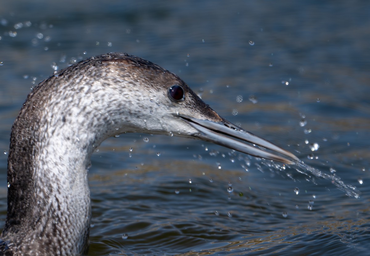 Red-throated Loon - ML619493842