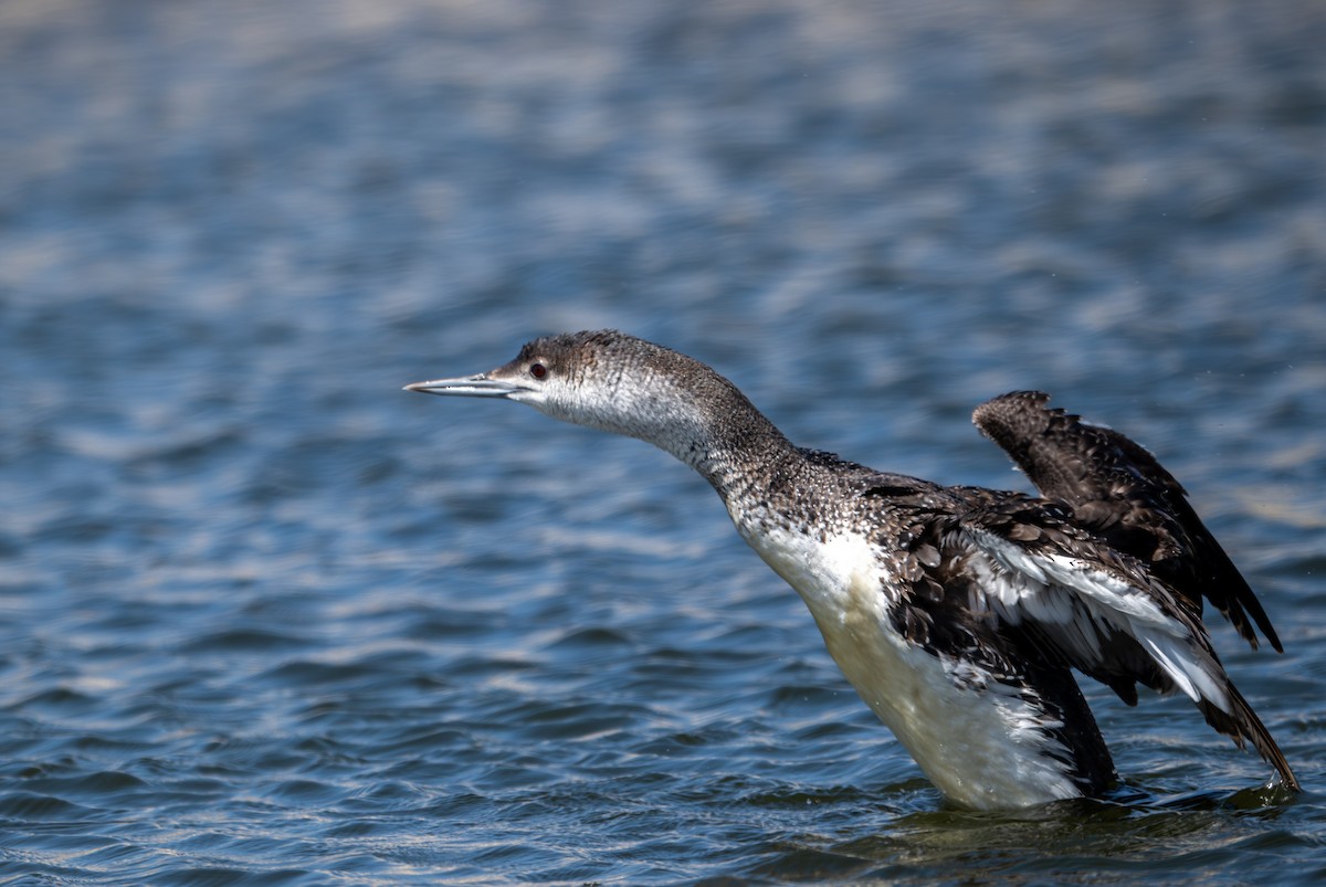 Red-throated Loon - ML619493843
