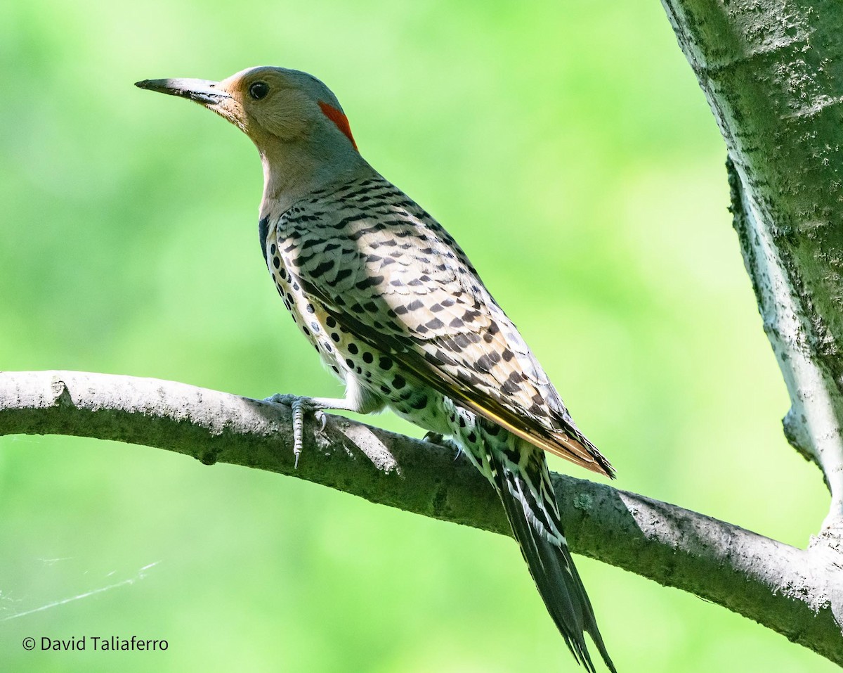 Northern Flicker (Yellow-shafted) - ML619493853