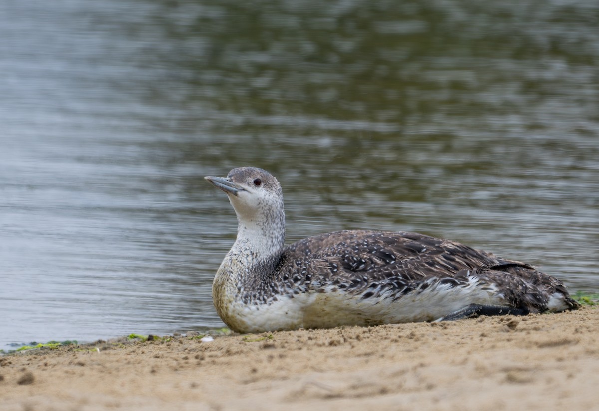 Red-throated Loon - ML619493906