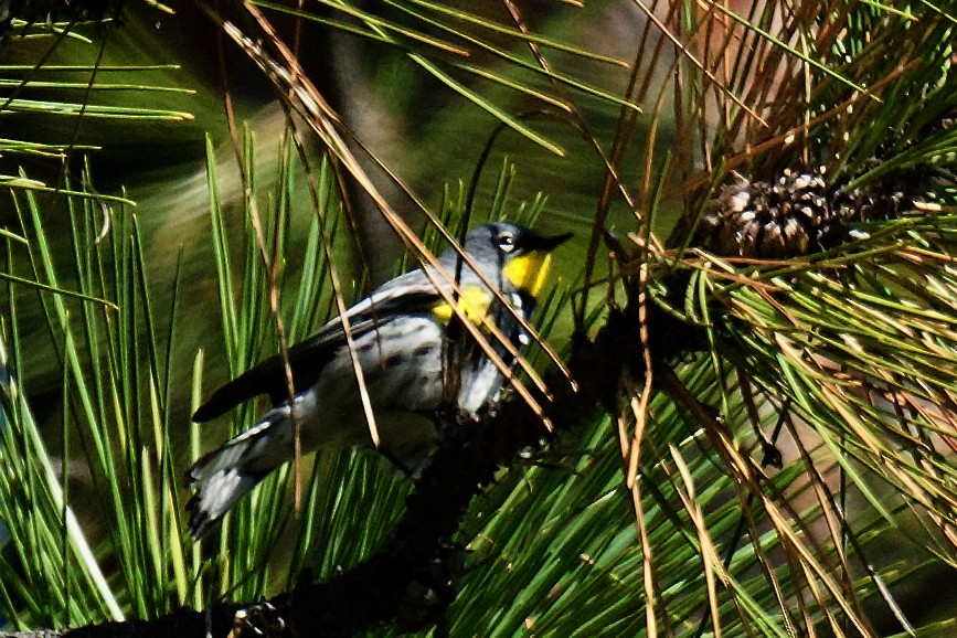 Yellow-rumped Warbler - ML619493944