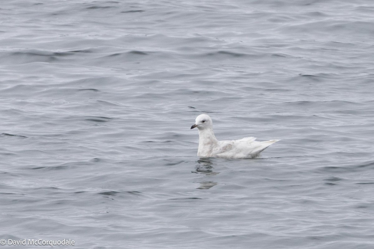 Iceland Gull (kumlieni) - ML619493951
