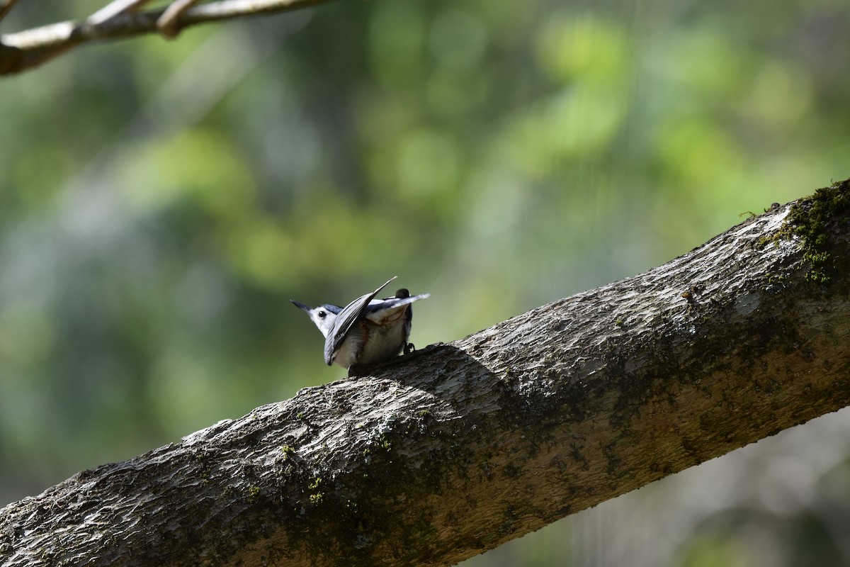 White-breasted Nuthatch - ML619493954