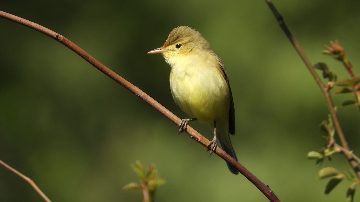 Melodious Warbler - ML619493956