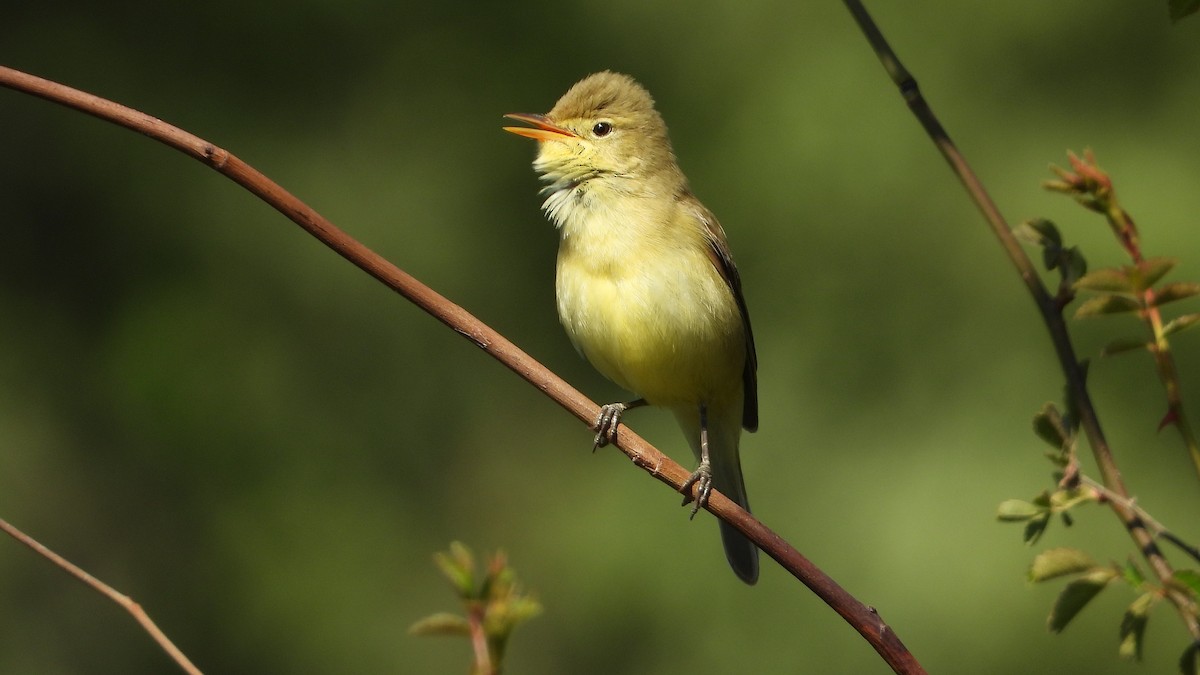 Melodious Warbler - ML619493957
