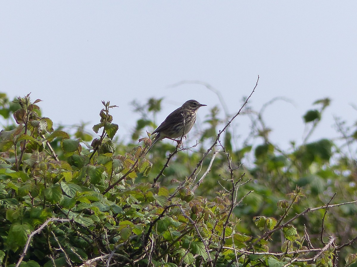 Meadow Pipit - ML619493959