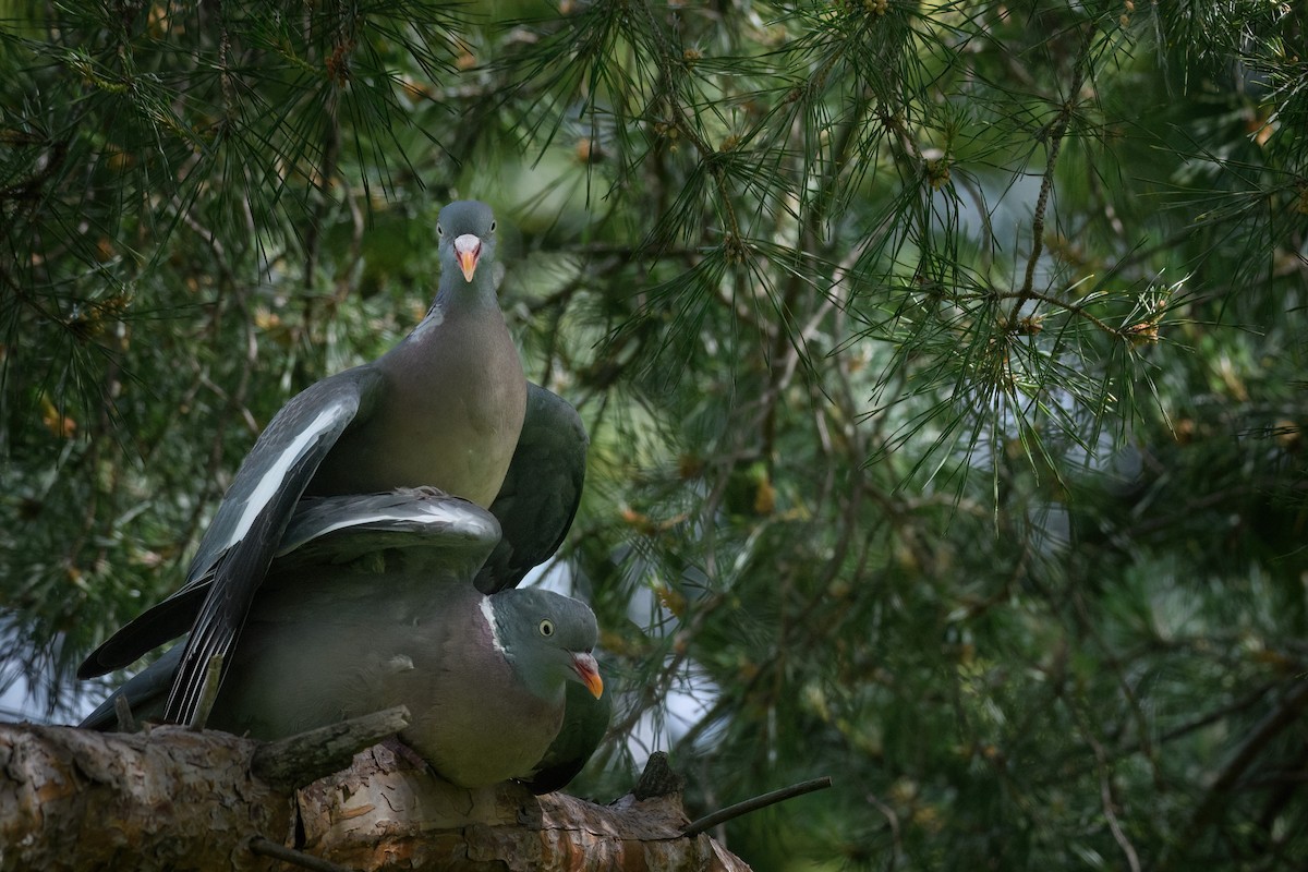 Common Wood-Pigeon - ML619493978