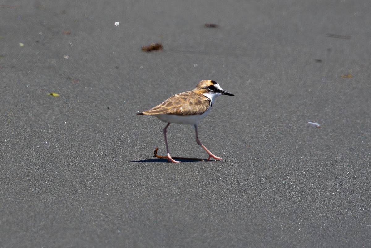 Collared Plover - ML619493984