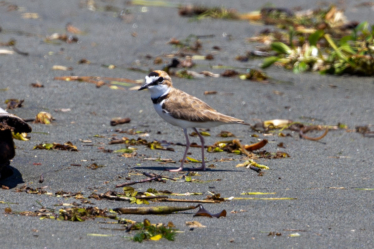 Collared Plover - ML619493985