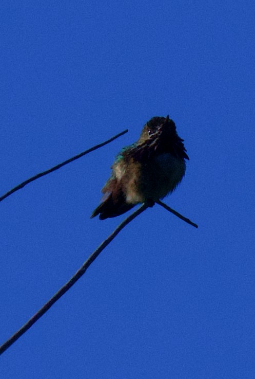 Calliope Hummingbird - ML619494023