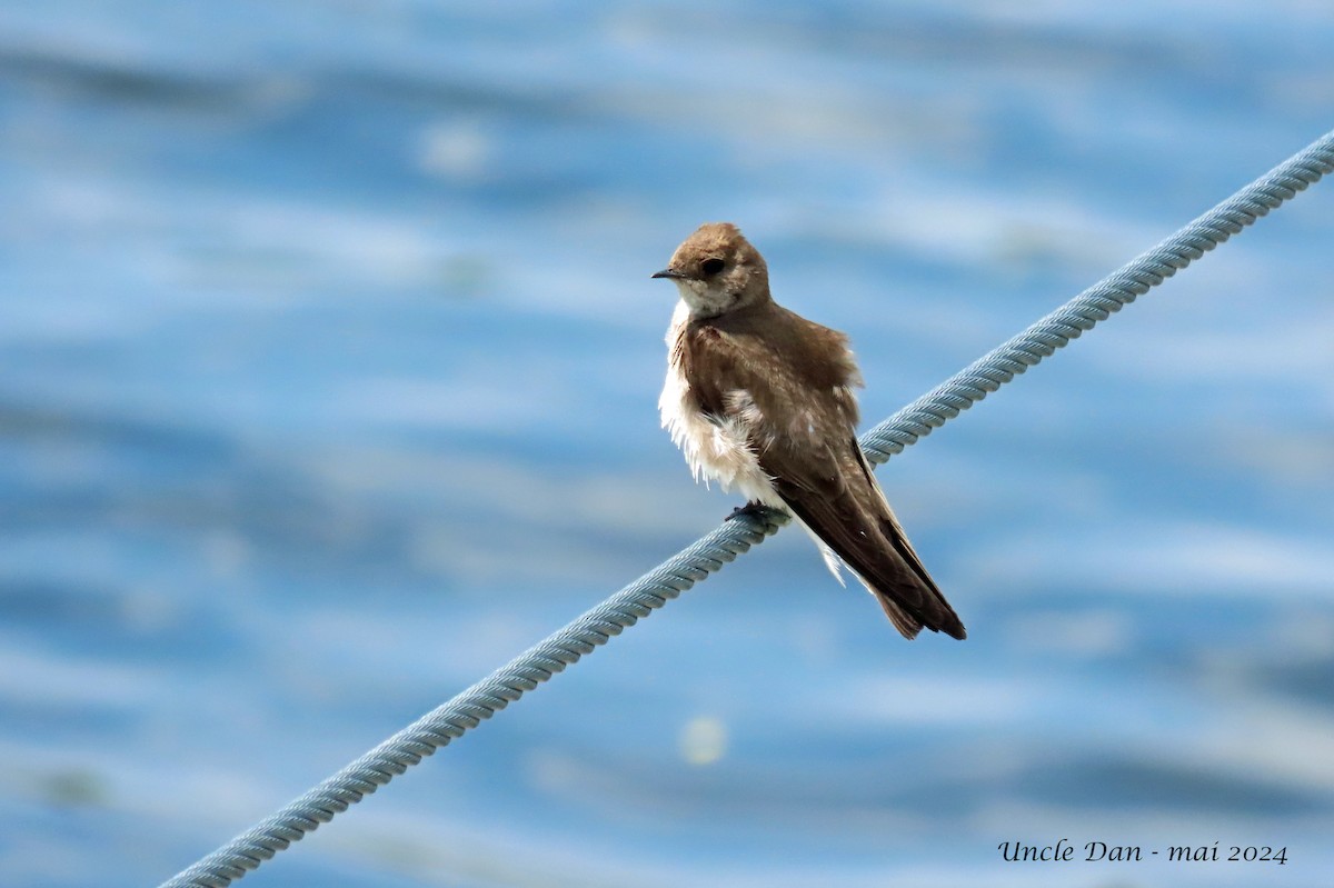 Northern Rough-winged Swallow - ML619494035