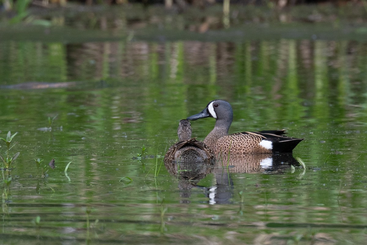 Blue-winged Teal - ML619494057