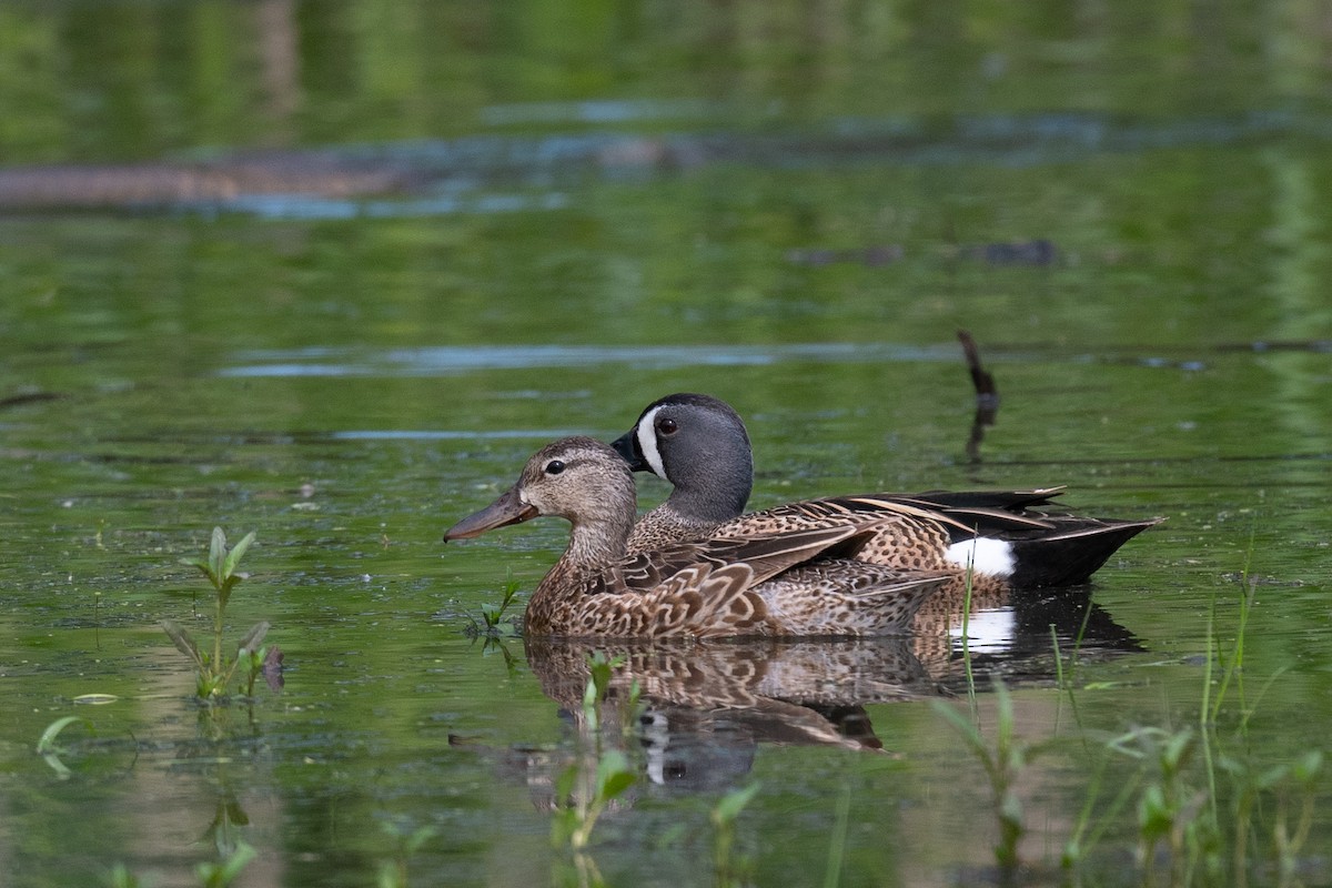 Blue-winged Teal - ML619494058