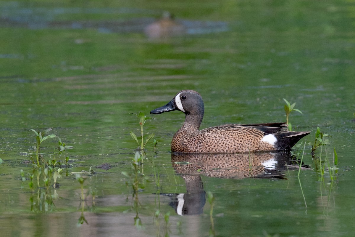 Blue-winged Teal - ML619494059