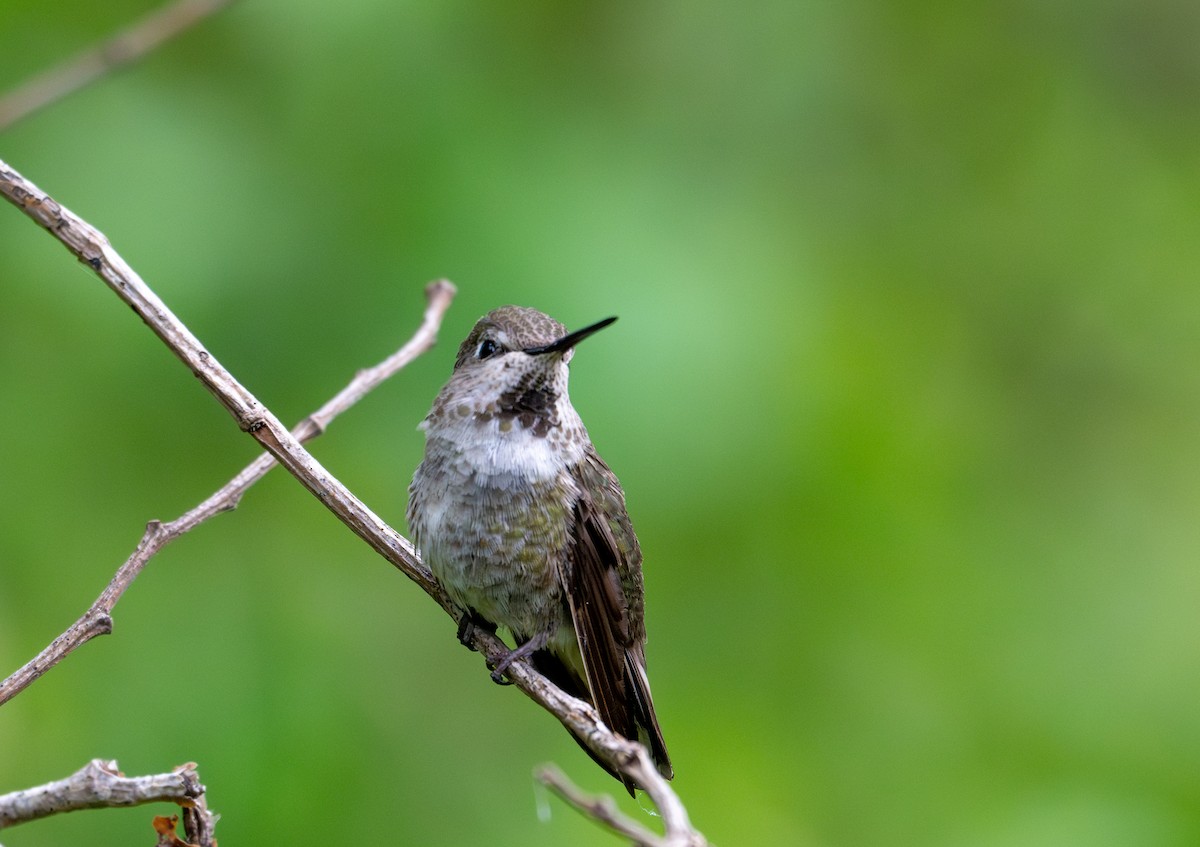 Anna's Hummingbird - ML619494117
