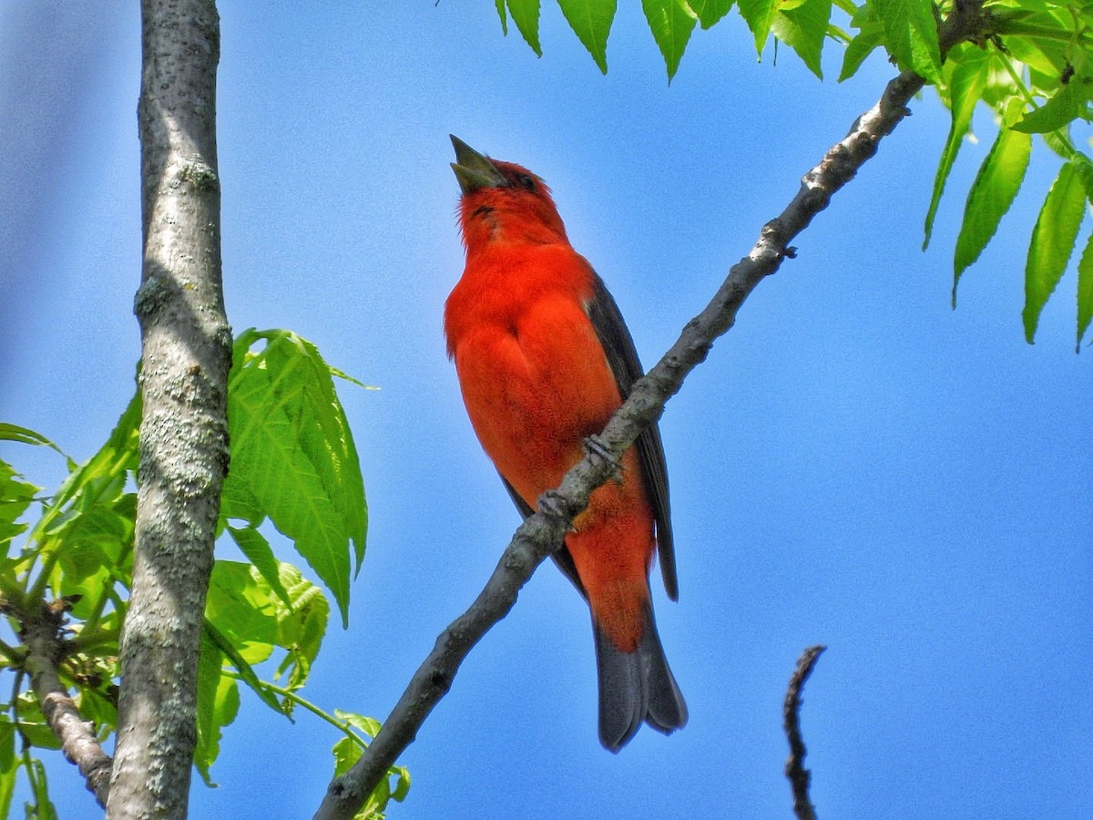 Scarlet Tanager - ML619494124