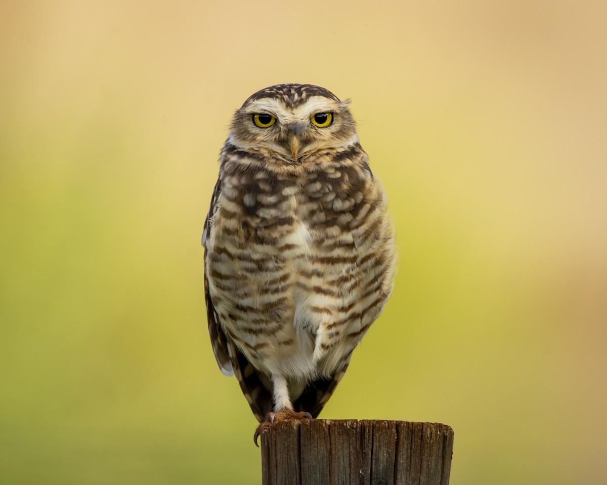 Burrowing Owl - ML619494202
