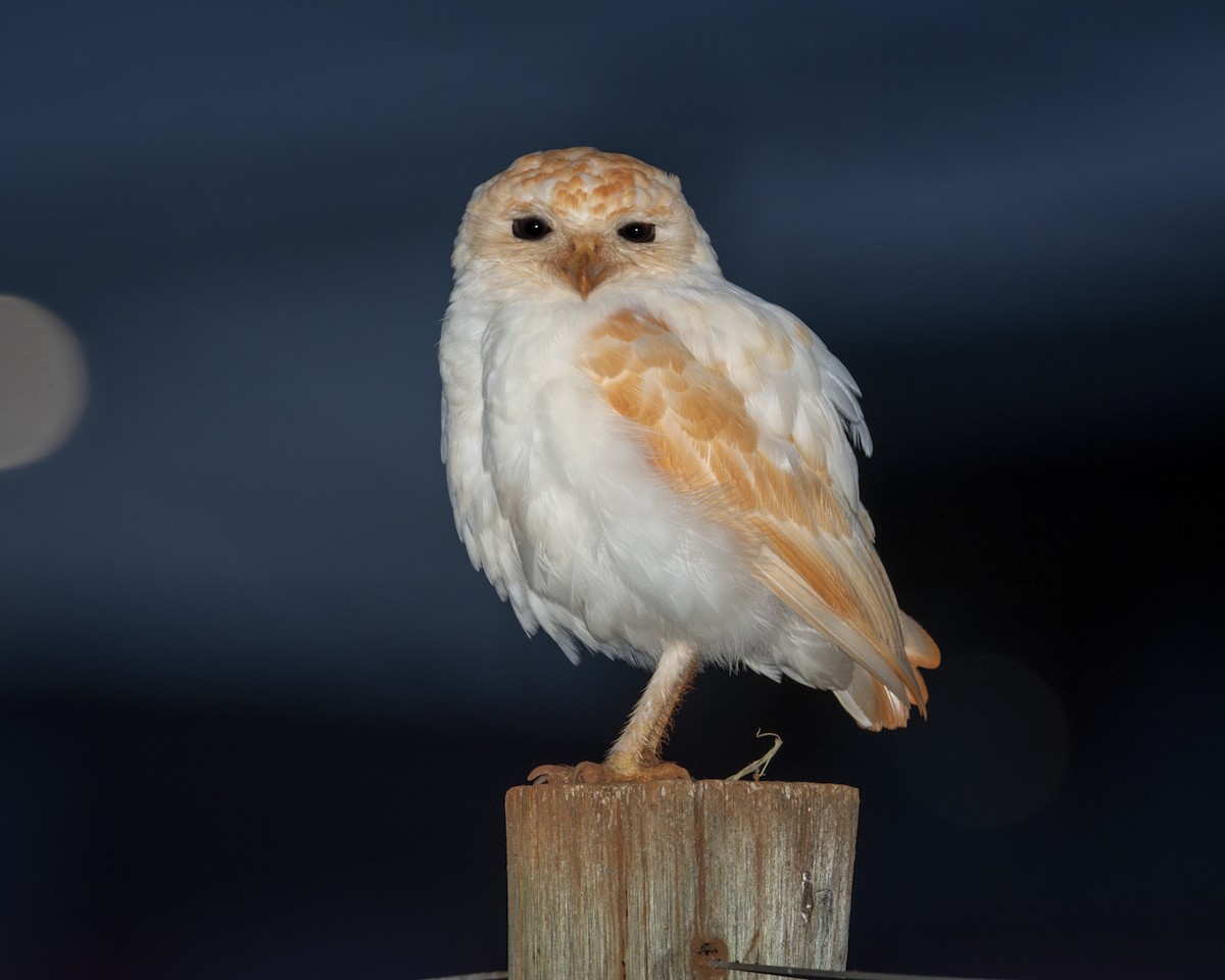 Burrowing Owl - ML619494208