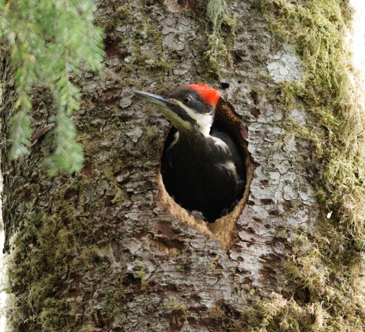 Pileated Woodpecker - ML619494218