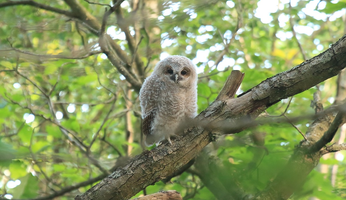 Tawny Owl - ML619494228