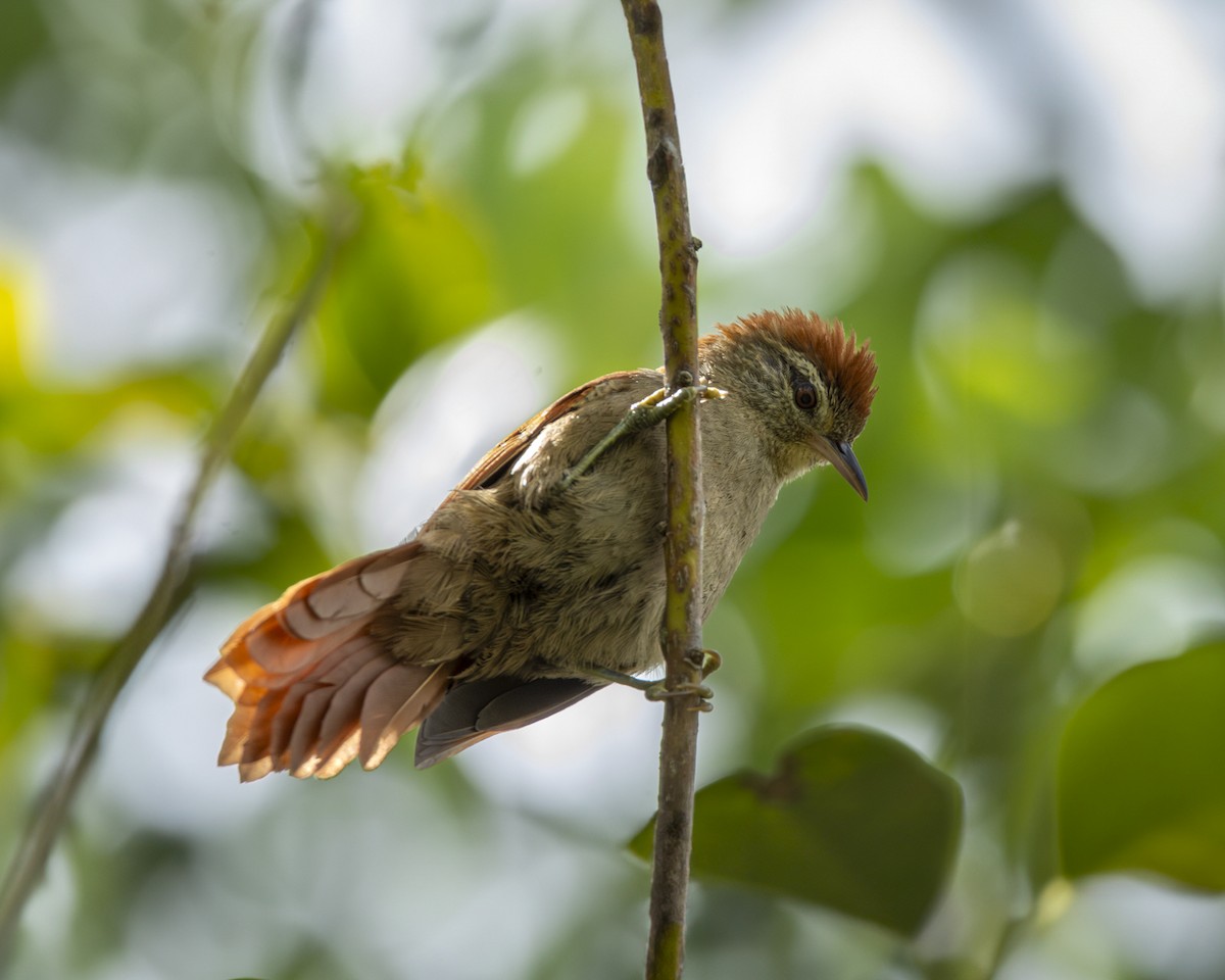 Rusty-backed Spinetail - ML619494254