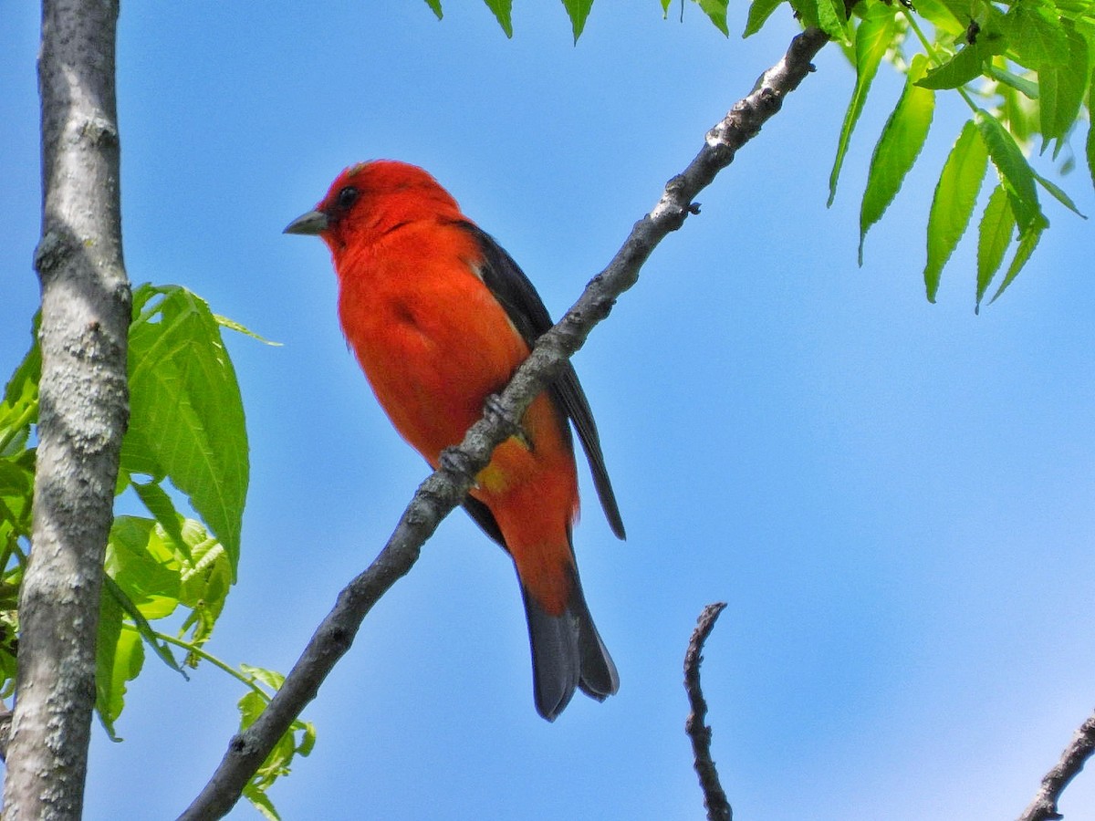 Scarlet Tanager - ML619494290