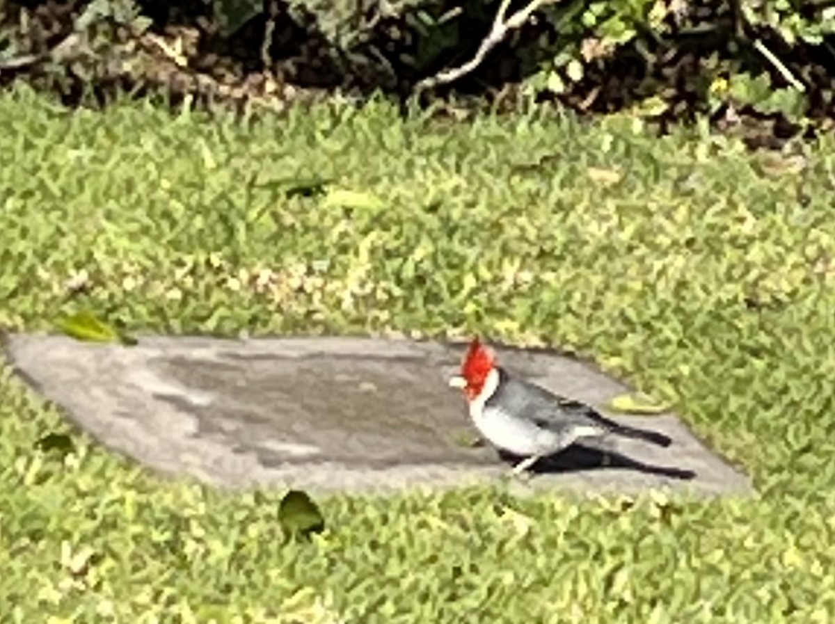 Red-crested Cardinal - ML619494298