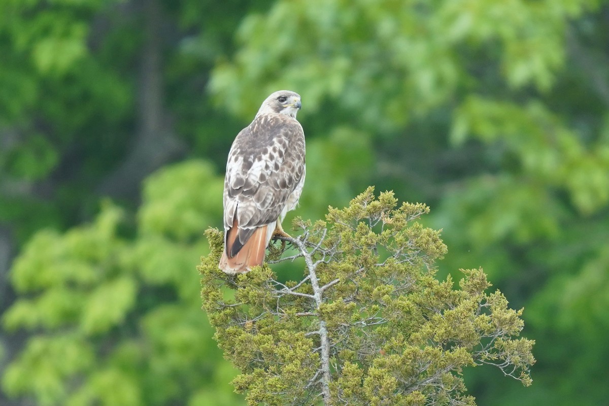 Red-tailed Hawk - ML619494302