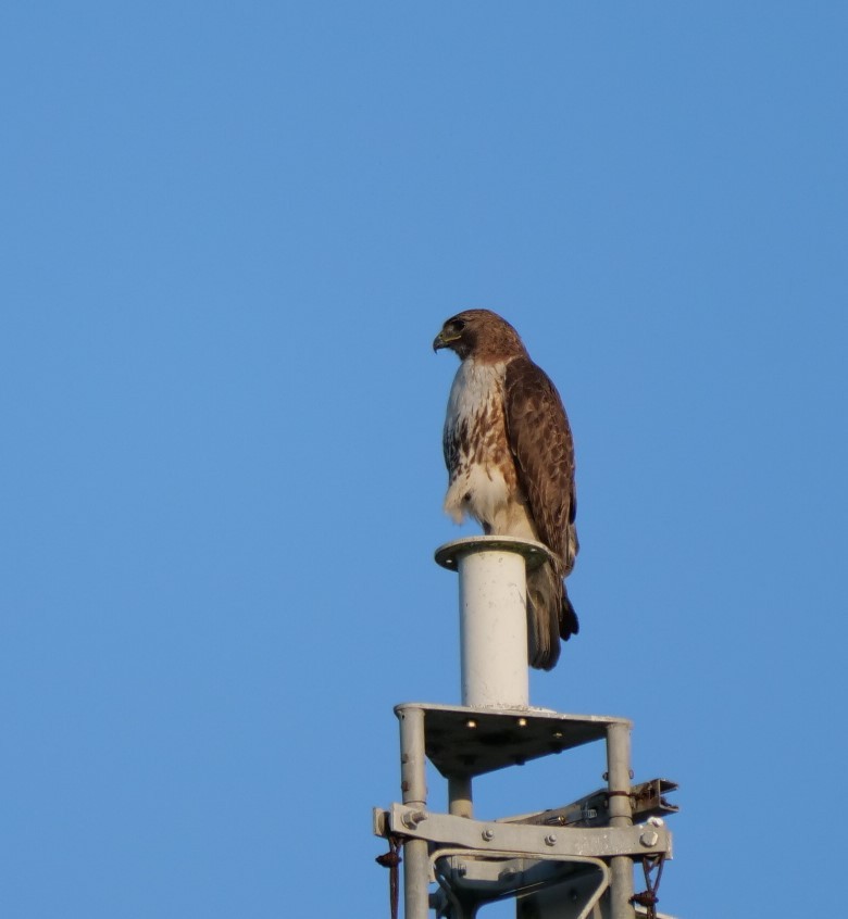 Red-tailed Hawk - ML619494391