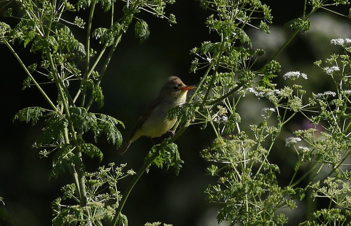 Melodious Warbler - ML619494408