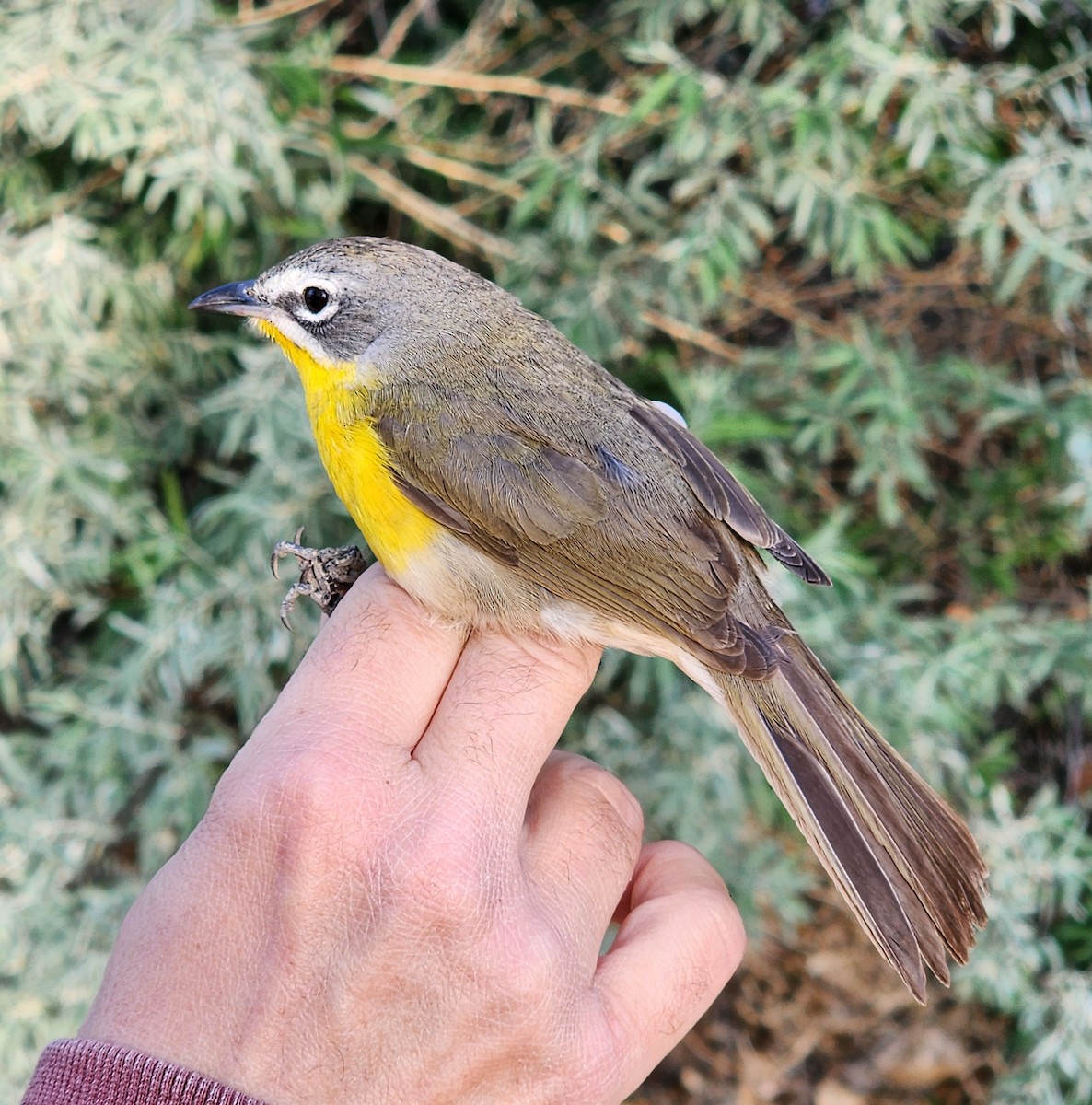 Yellow-breasted Chat - ML619494444