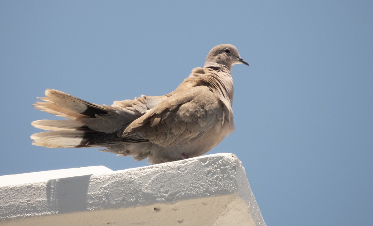 Eurasian Collared-Dove - ML619494459