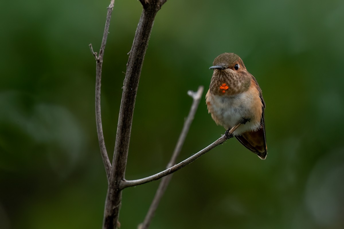 Allen's Hummingbird - ML619494471