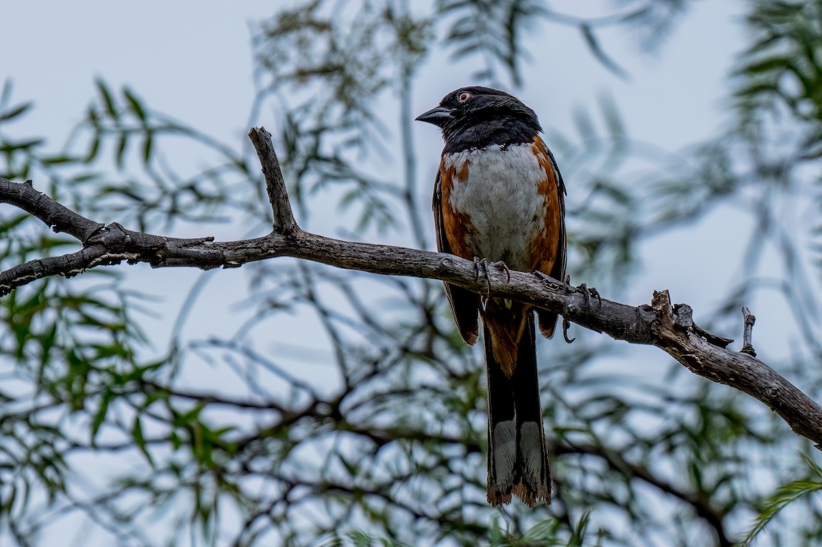 Spotted Towhee - ML619494487
