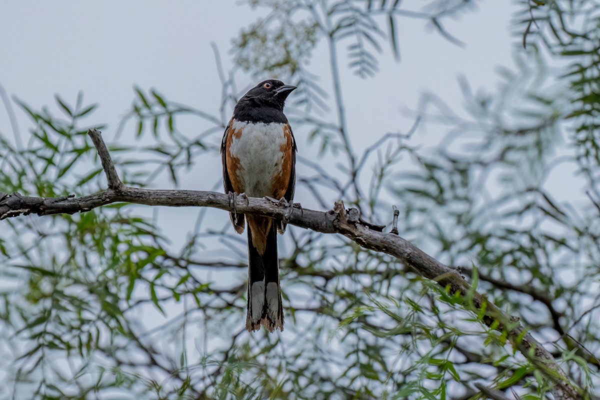 Spotted Towhee - ML619494488