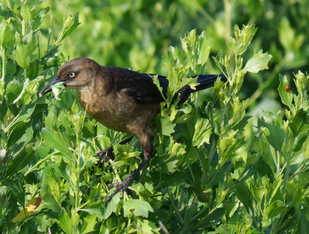 Boat-tailed Grackle - ML619494493