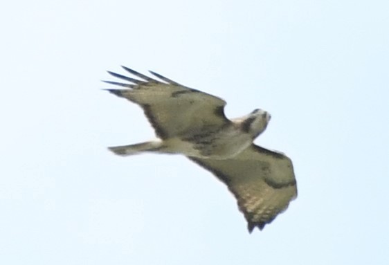 Red-tailed Hawk - ML619494513