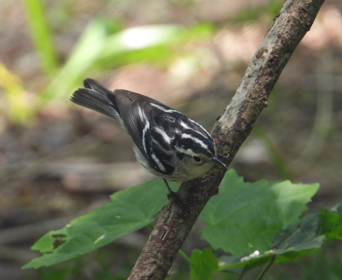Black-and-white Warbler - ML619494544