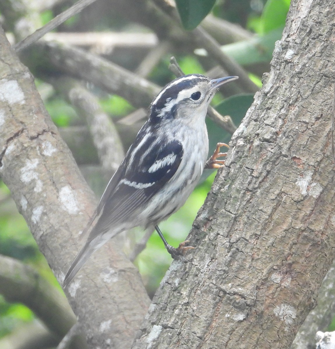 Black-and-white Warbler - ML619494545