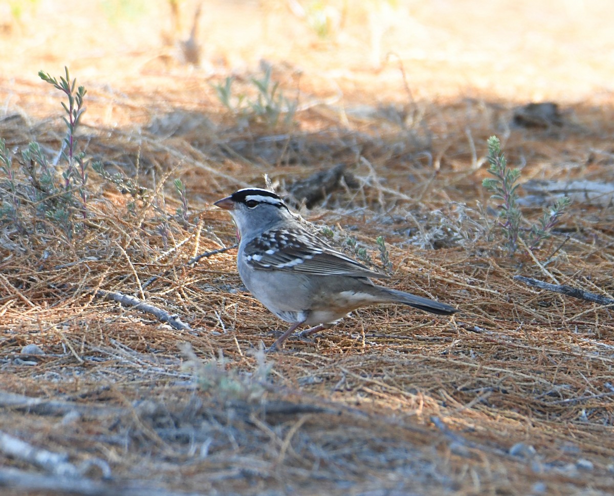 White-crowned Sparrow - ML619494578