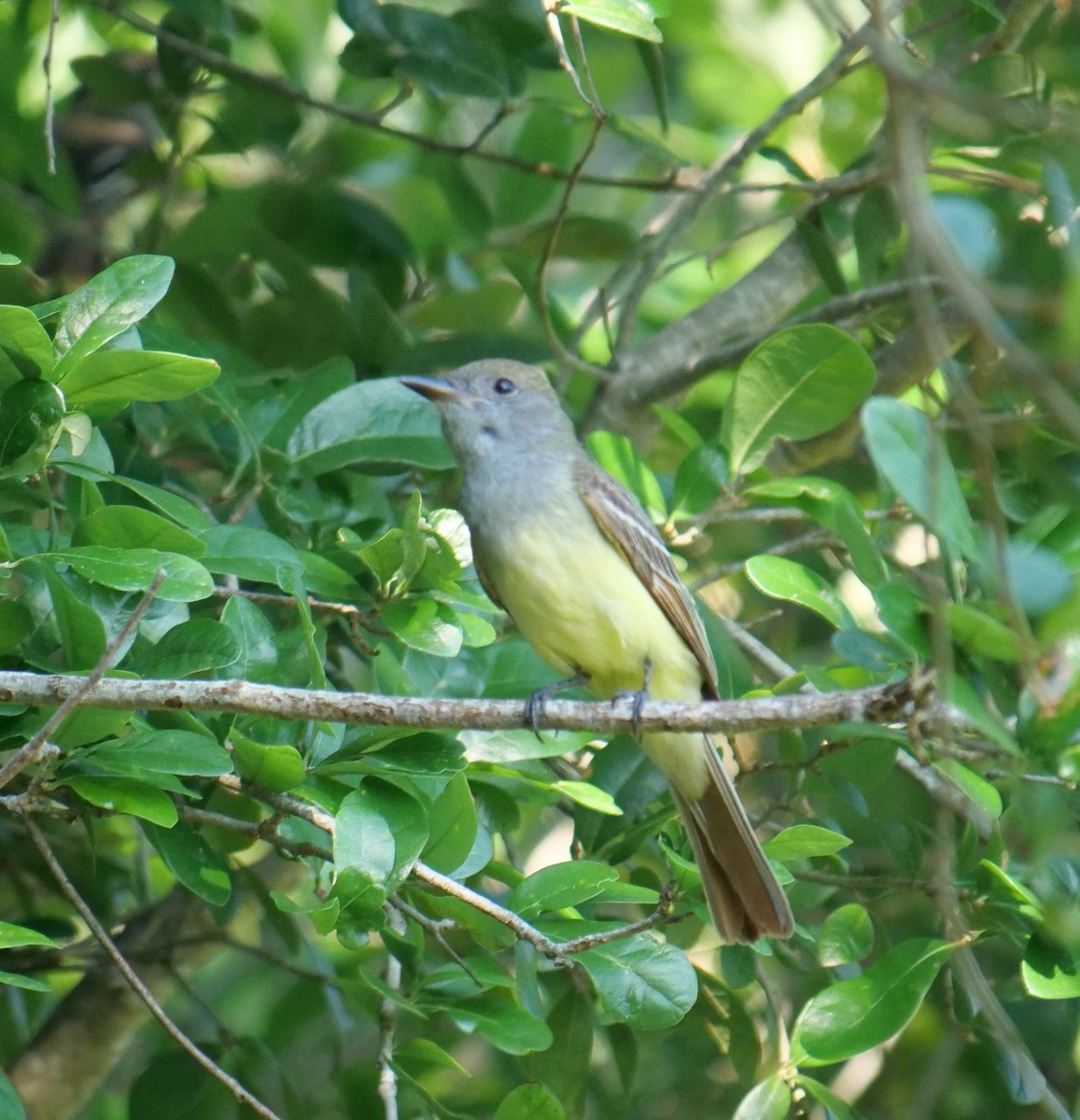 Great Crested Flycatcher - ML619494591