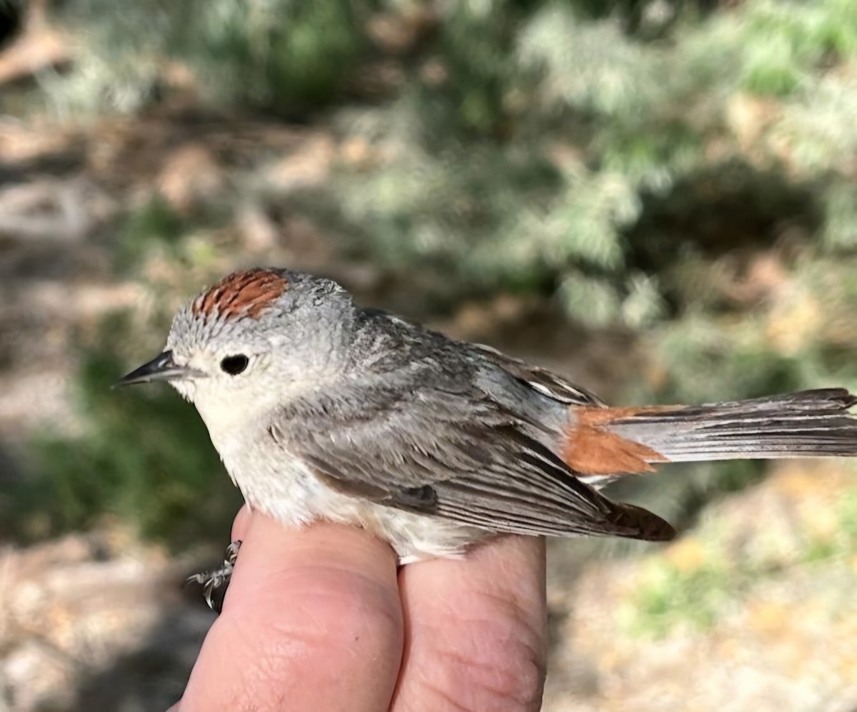 Lucy's Warbler - ML619494602