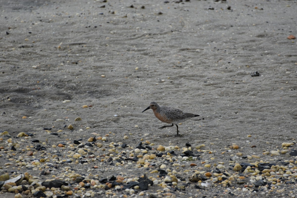 Red Knot - ML619494629