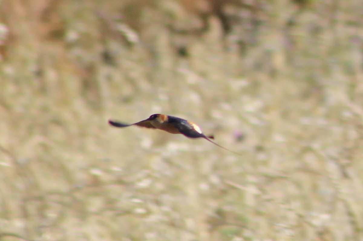 Red-rumped Swallow - ML619494632