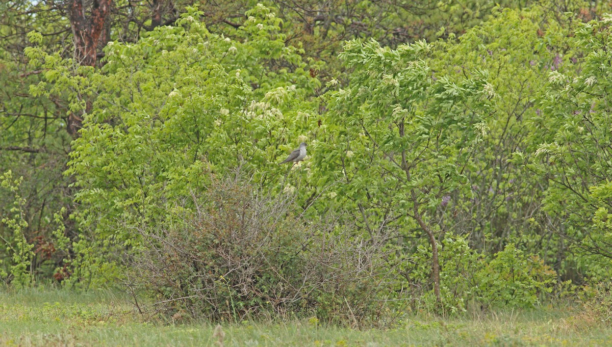Common Cuckoo - ML619494676